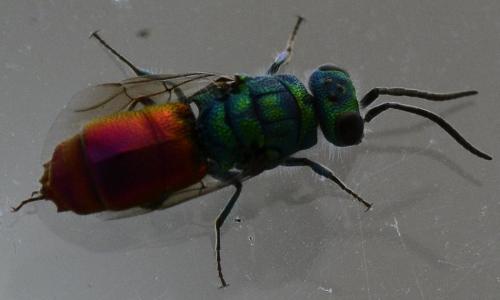 Réf. 240 733 : Chrysis sp.